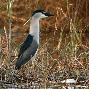 Black-crowned Night-Heron